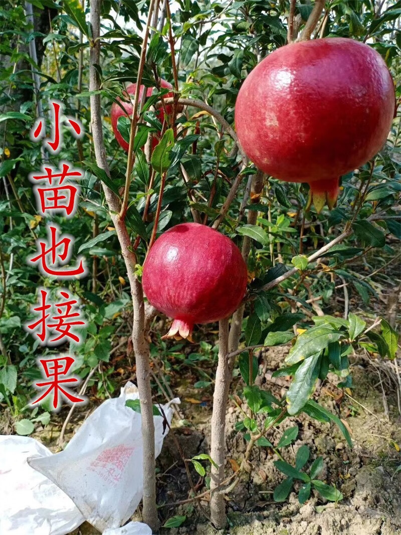 石榴树苗黑籽突尼斯软籽盆栽地栽南北方种植大苗当年开花结果蒙阳红15