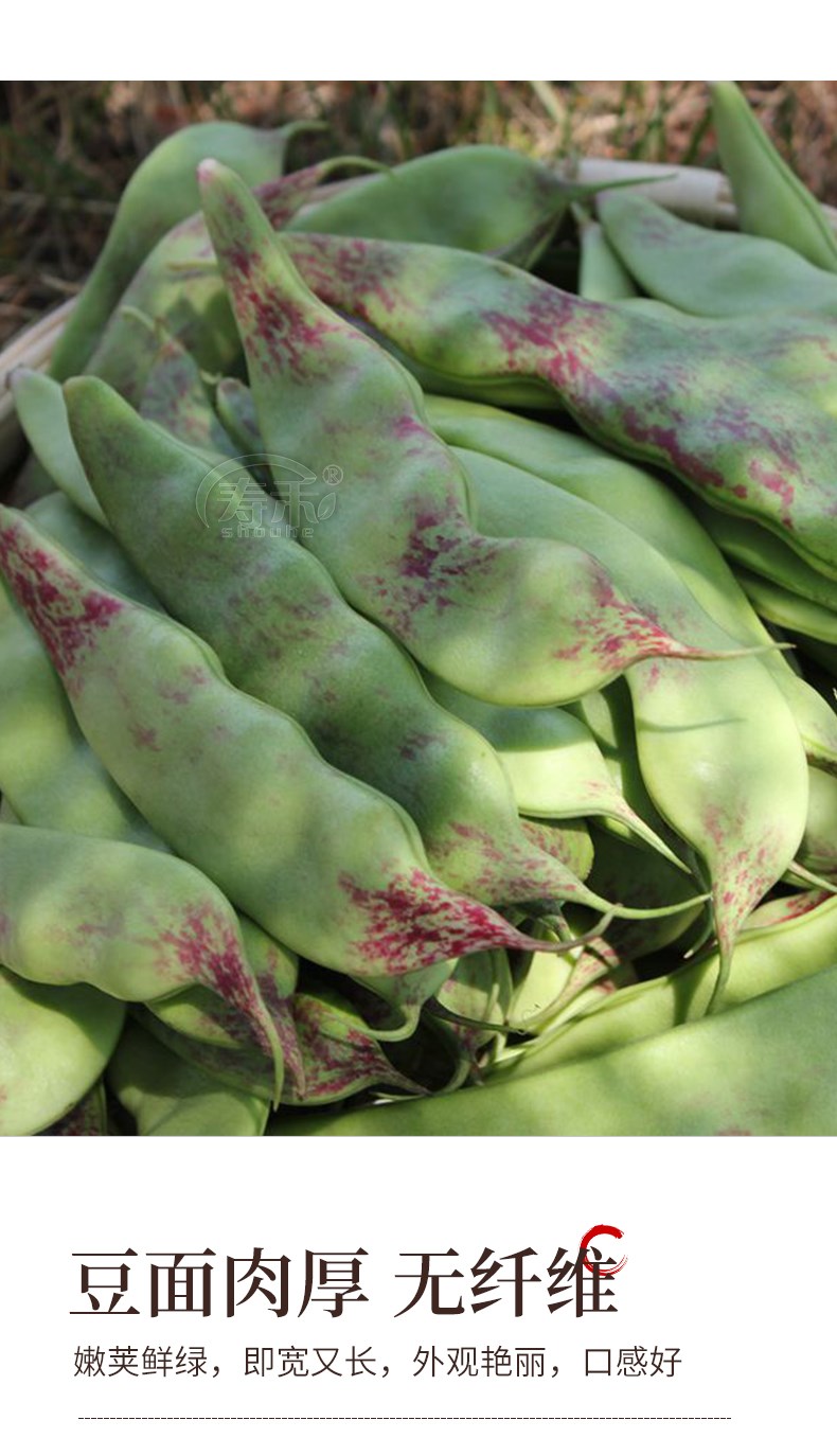 东北油豆角种子种籽一点红架豆黑龙江油豆蔬菜孑籽种四季芸豆大全一点
