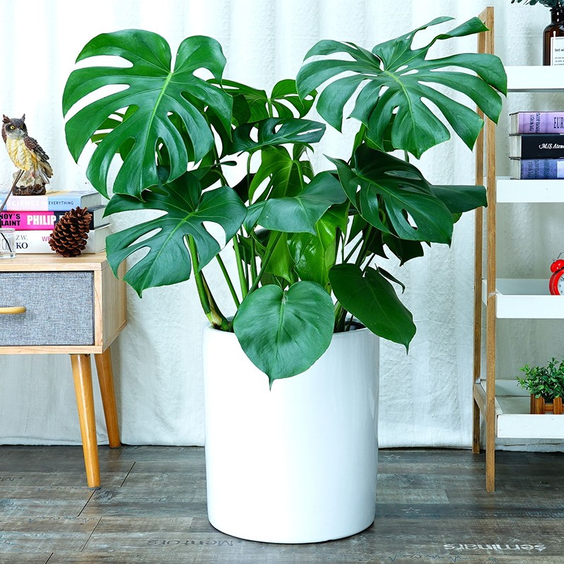 龟背竹盆栽大型植物室内客厅办公室龟背竹盆栽绿植花卉盆景龟背竹7080
