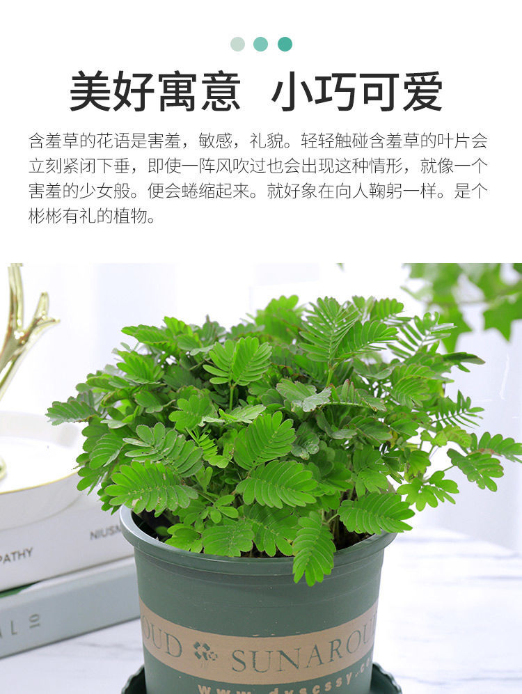 精品绿植含羞草小盆栽室内阳台植物四季常青易种花卉怕羞草害羞草趣味