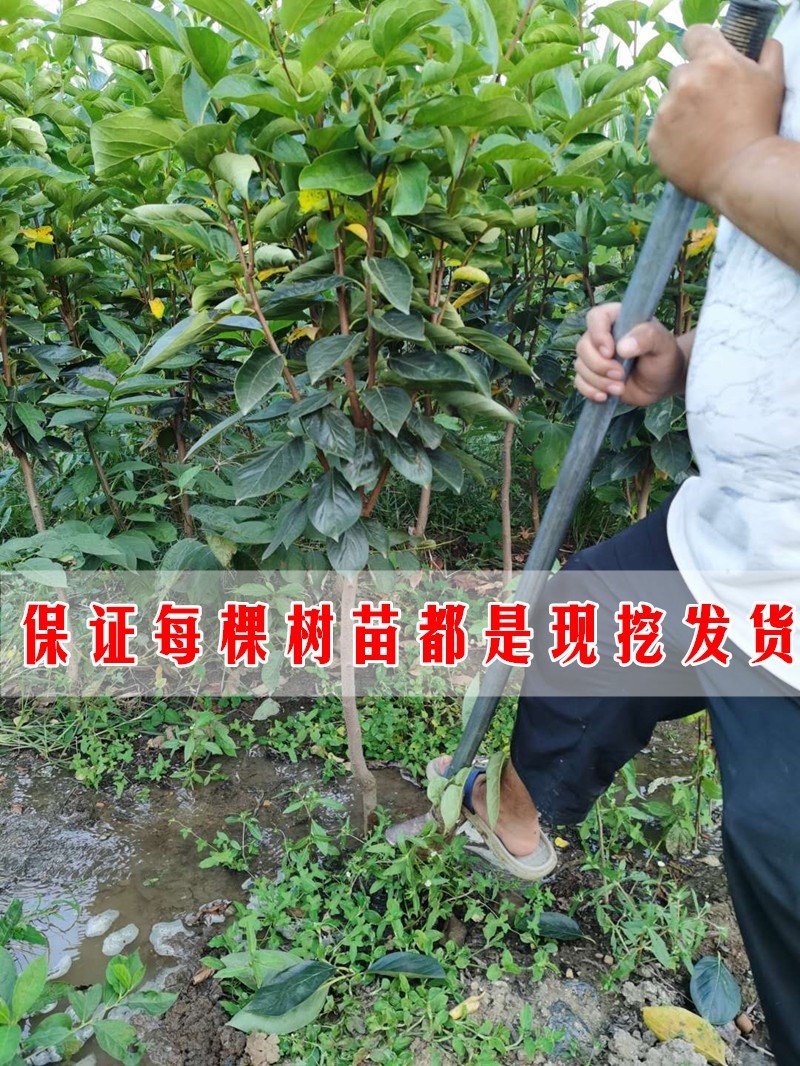 柿子苗果树苗柿子树当年结果南方北方种植柿子树45公分粗丰产苗阳台