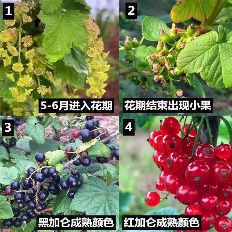 黑加仑树苗黑加仑树葡萄苗南北方种植红加仑葡萄苗地栽盆栽果树苗4年