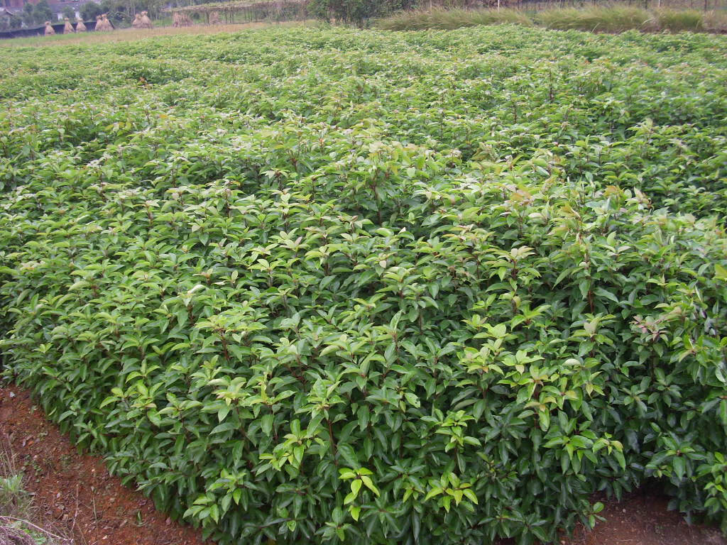 香樟树苗种子苗木香樟树苗大小叶香樟树樟树苗香樟树小苗地径4公分