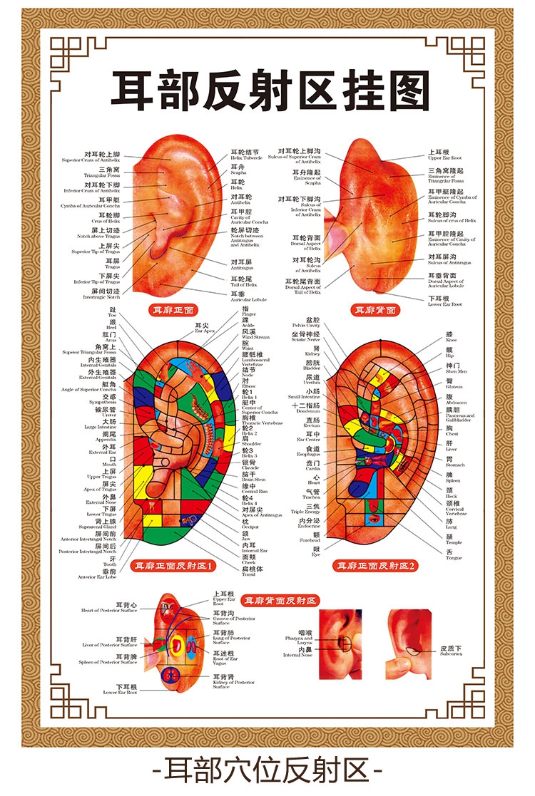 头部穴位图反射区墙贴挂图足底按摩经络穴位图骏荣 003耳部反射区挂图