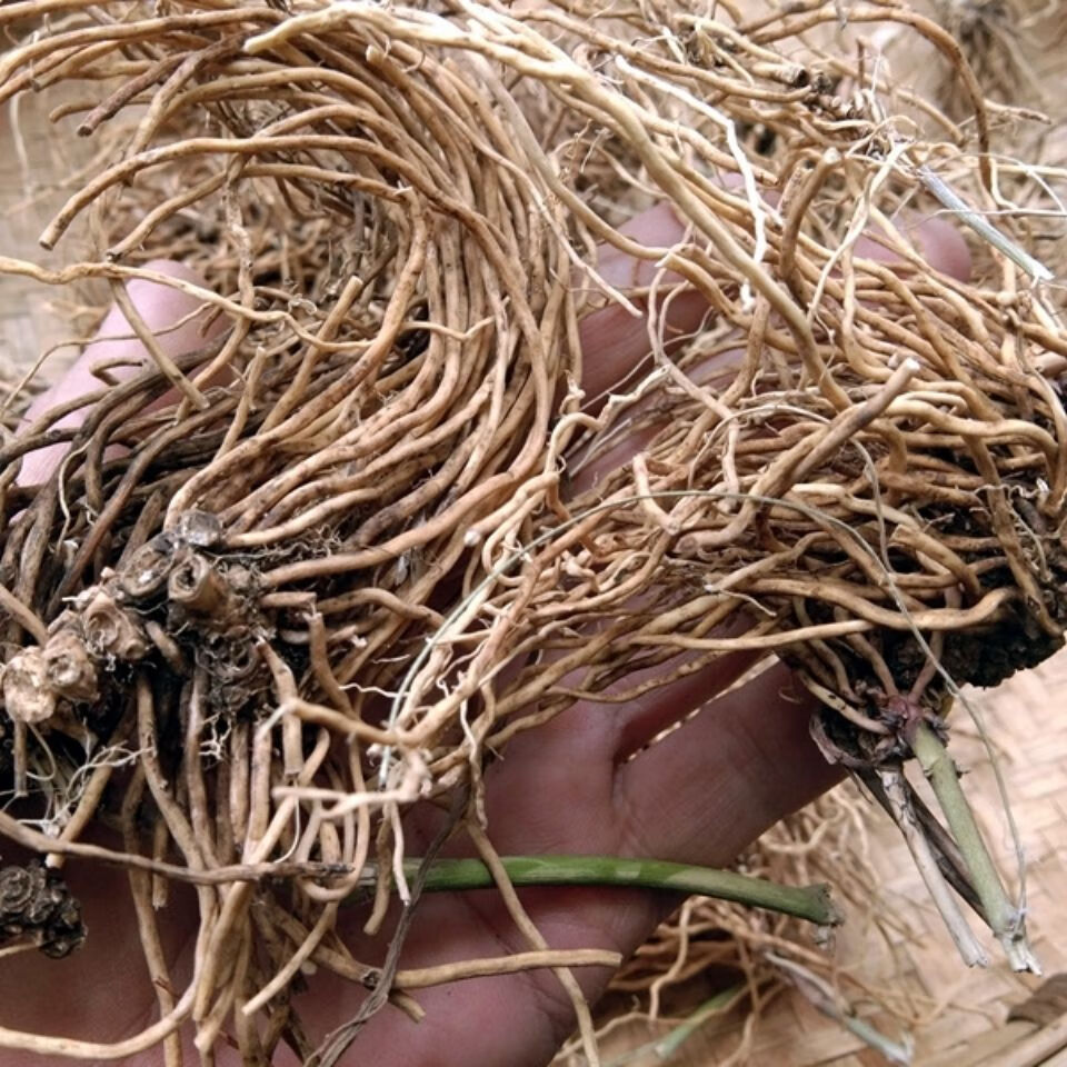 花初醒贵州野外生草药白薇干货500克中药原材料老君须针线包知微老瓜