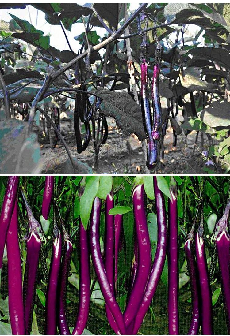 紫杭茄六号线茄子种子苗高产耐旱抗病春季夏四季黑紫色长茄子种籽绿长
