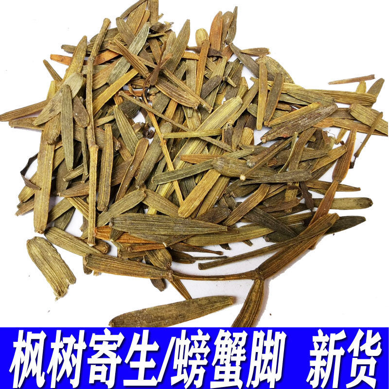 枫树寄生茶螃蟹脚螃蟹夹茶枫香槲寄生扁枝槲寄生路路通寄生250克半斤