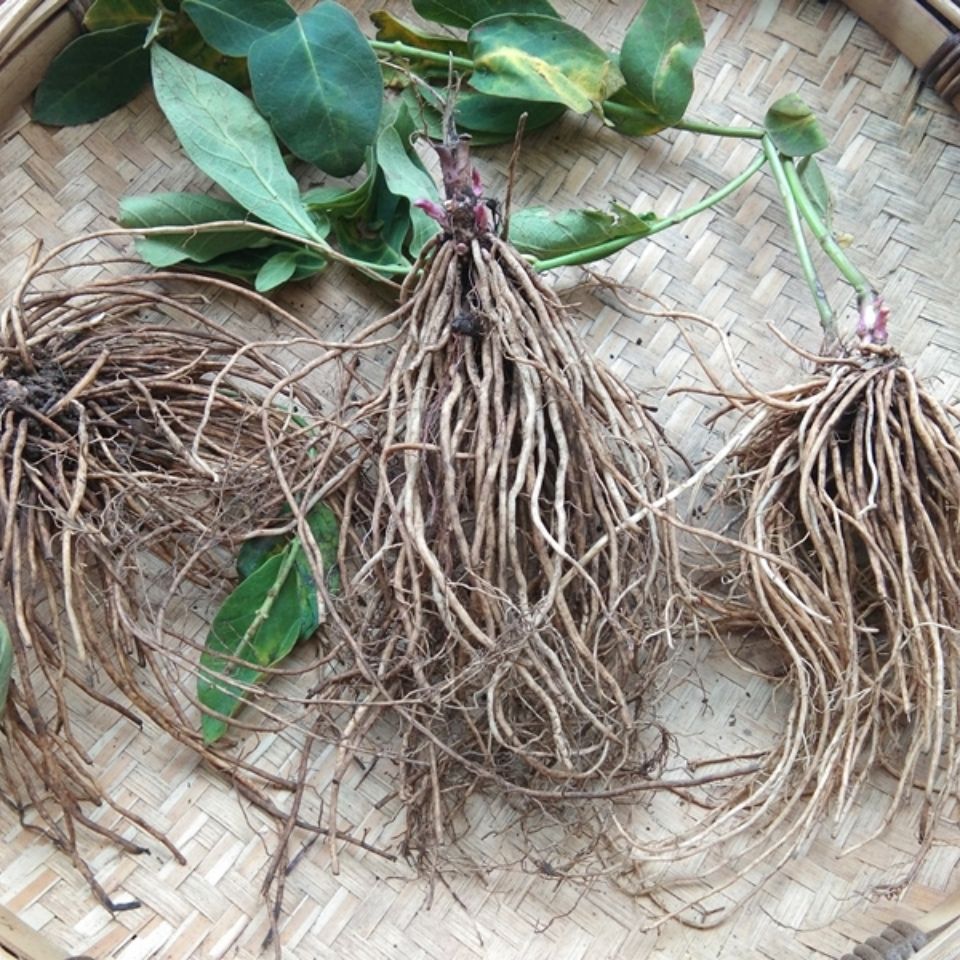 贵州野生草药白薇干货500克中药材老君须针线包知微老瓜瓢根白前500g