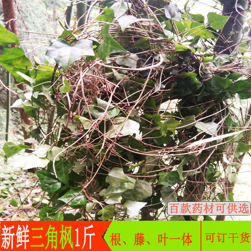 新鲜中材三角风三角枫贵州山区中草药现采现发1斤3斤5斤3斤更优惠