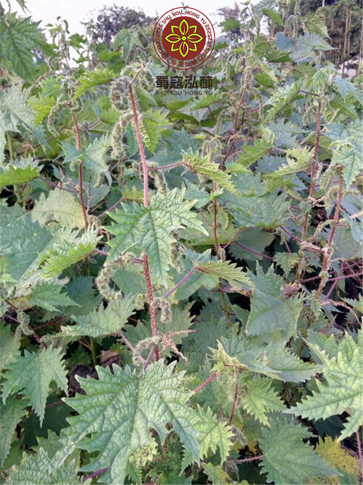 有仁堂红藿麻豁麻根红禾麻草干红荨麻根红荨麻草红活麻根500克四川红