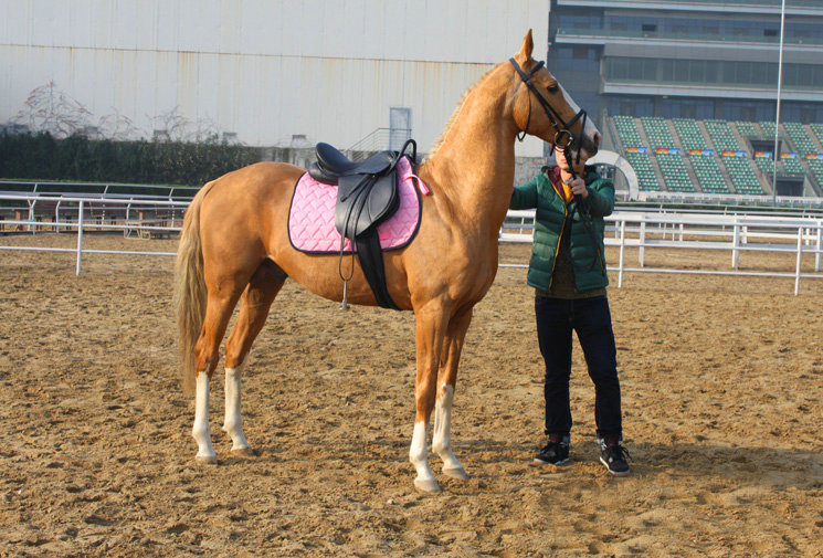 新品马术马鞍安全扶手综合鞍铁质扶手安全综合鞍全套马鞍子热卖八尺龙