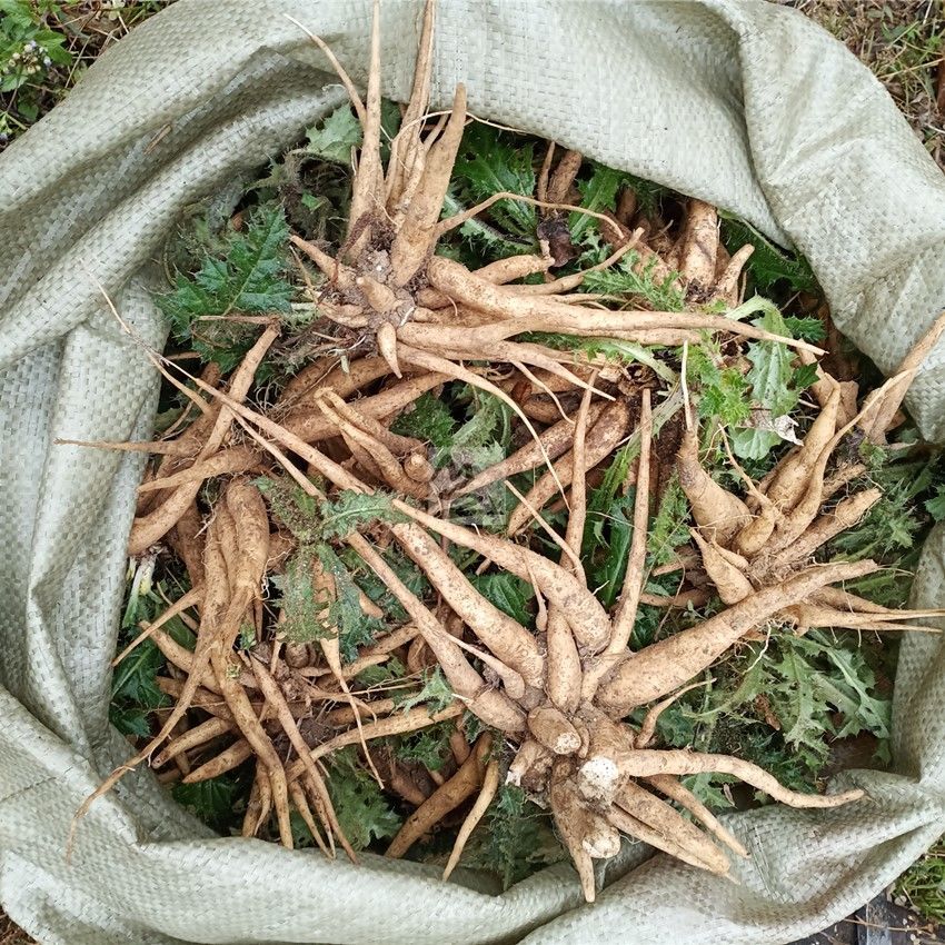 深山新鲜中草药大蓟根刺萝卜大刺盖刺儿菜纯根部整棵带叶子大蓟鲜纯