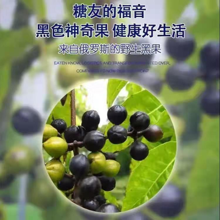 俄罗斯黑果天然天鹅绒黑果实进口花揪小黑果特级黑果100克