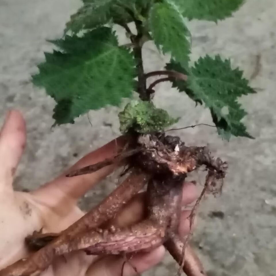 新鲜高原红活麻根红杆荨麻草根荨麻根霍麻禾麻火麻蝎子草根新鲜的根