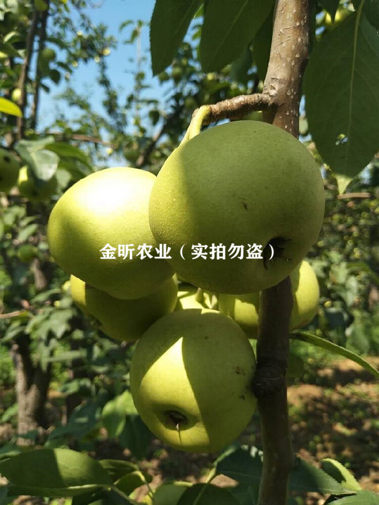 嫁接绿宝石梨苗中梨一号梨树苗南方北方庭院种植地栽盆栽当年结果嫁接