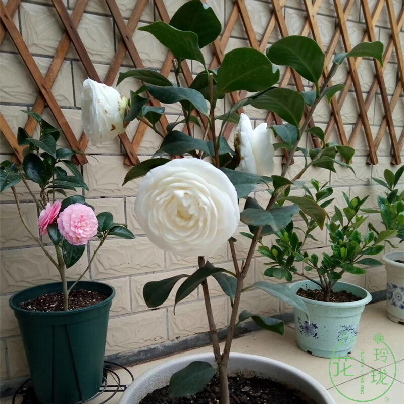 白色茶花盆栽东方亮又名水晶白好养的茶花室外室内庭院别墅花卉苗白茶