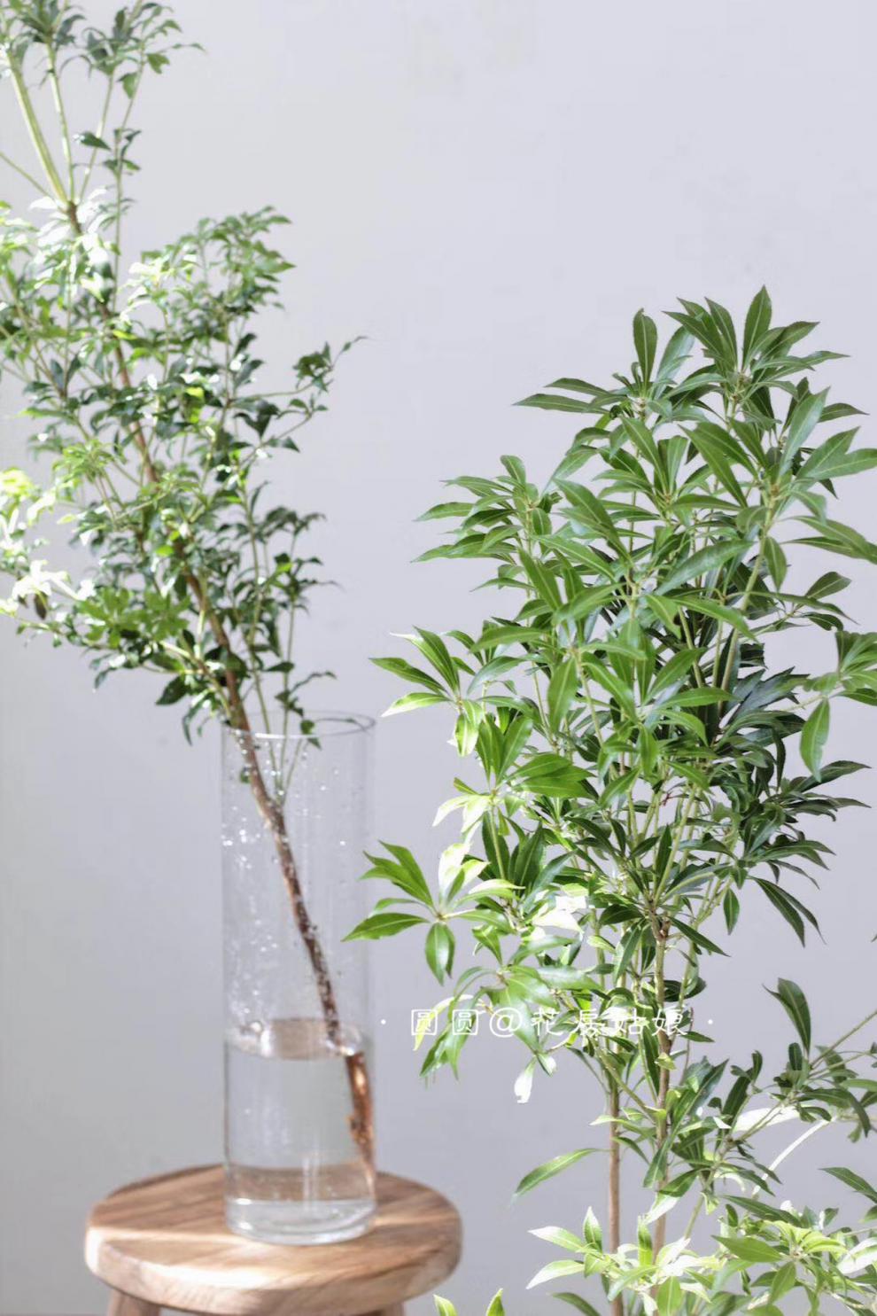 澜墨吊钟鲜切枝条植物马醉木鲜切枝条樱花雪柳鲜切小森林 马醉木60cm