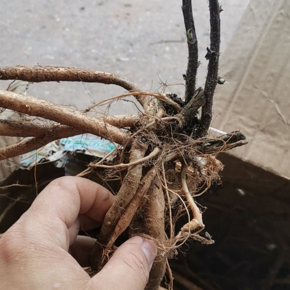 新鲜高原红活麻根红杆荨麻草根荨麻根霍麻禾麻火麻蝎子草根新鲜的根