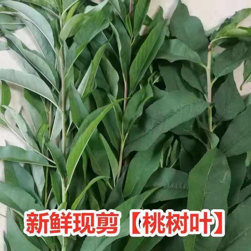 伟博新鲜现剪桃树枝条带桃树叶桃树枝尖鲜桃叶桃木带叶桃树枝条长40cm