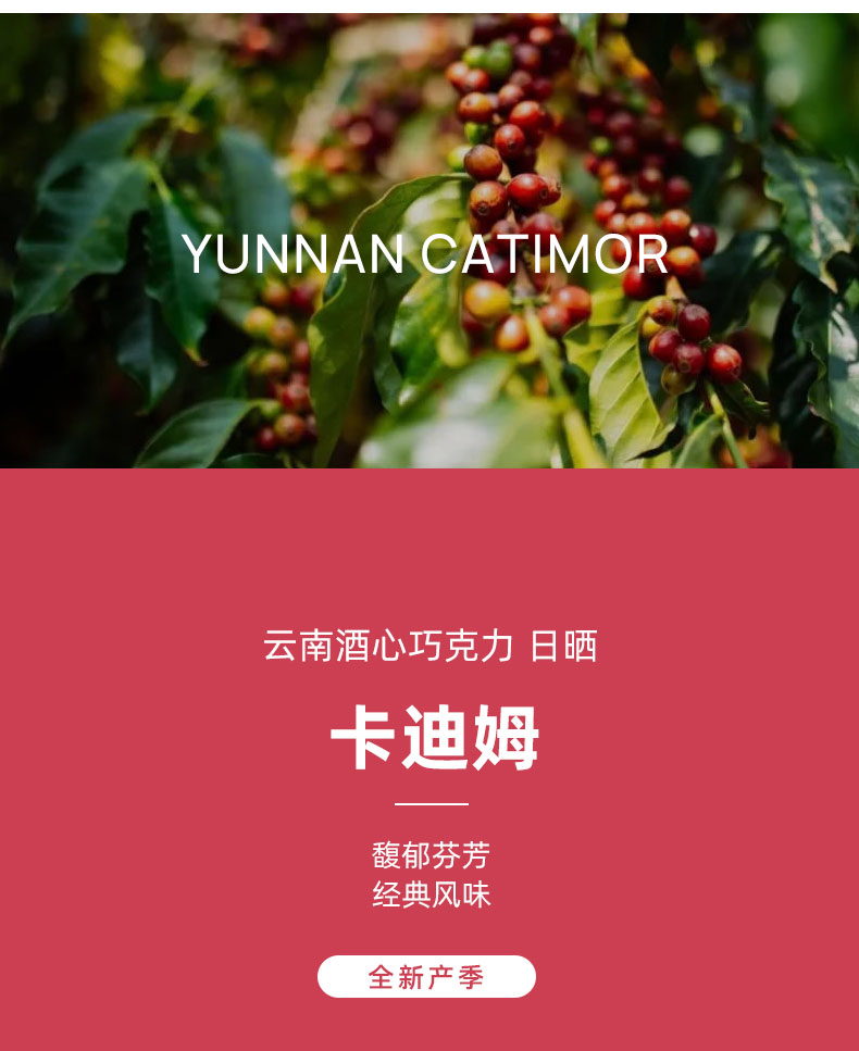 5折【京选推荐 云南酒心巧克力红酒日晒卡蒂姆精品手冲咖啡豆250g