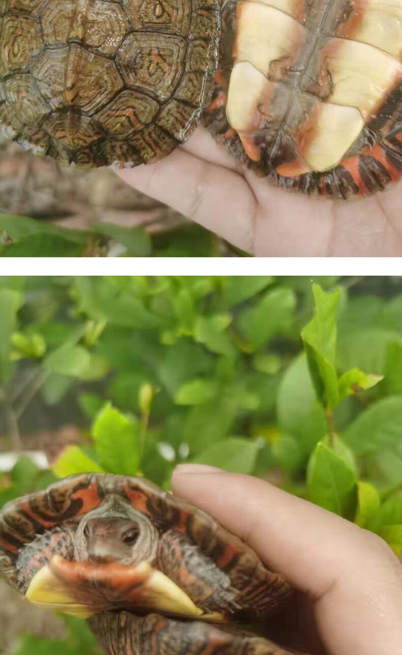 洪都拉斯木纹龟外塘养殖半水吃菜乌龟活体招财浅水观赏宠物龟好养22年