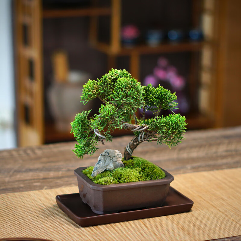 真柏微型紫砂桌面盆景松柏观叶阳台老桩苔藓绿植盆栽摆件常绿松树老桩