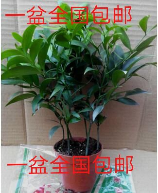 盆栽兴旺竹四季常青大苗土养水培平安竹长寿竹净化空气自营20厘米一盆