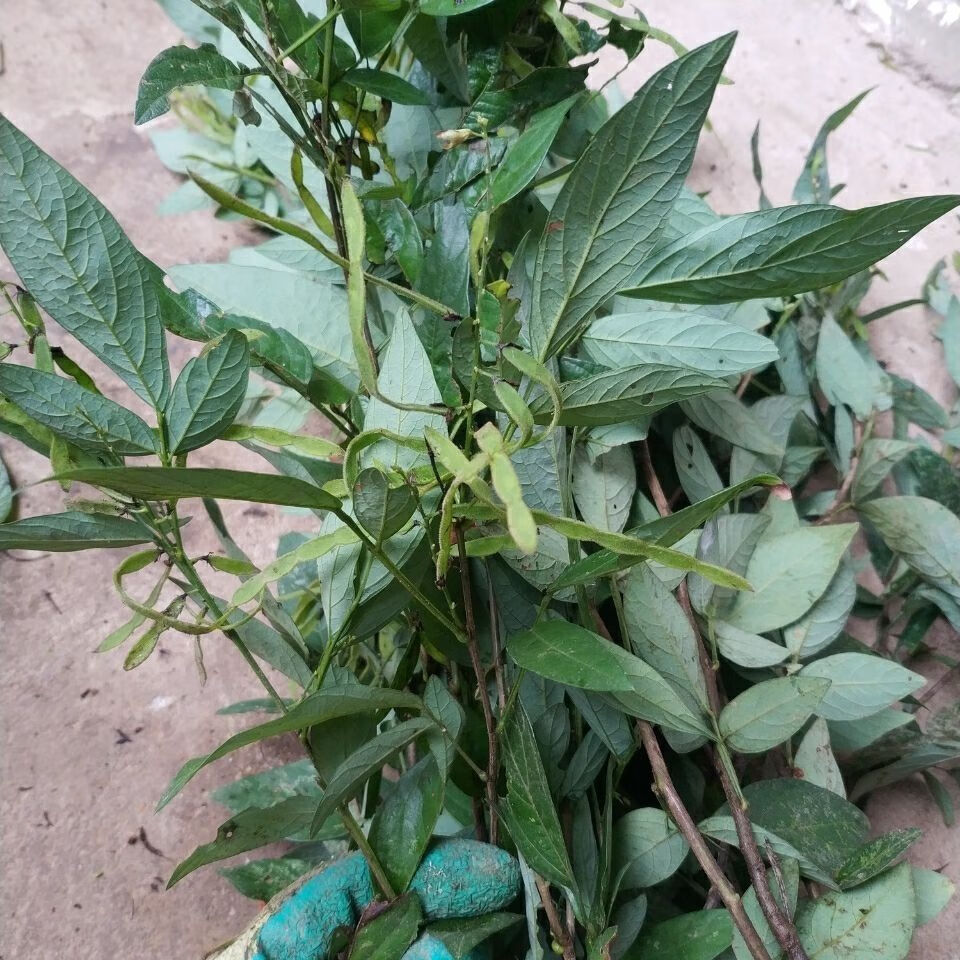 中药材小槐花 饿蚂蝗 饿蚂蟥 抹草 山蚂蝗新货5oo