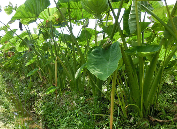大芋头香芋软糯韶关乐昌张溪炮弹芋头新鲜蔬菜广东槟榔芋荔浦批发 6斤