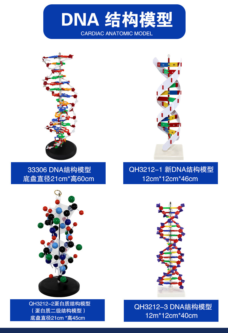 高中dna双螺旋结构模型青华dna模型生物基因链球形双螺旋蛋白质模型
