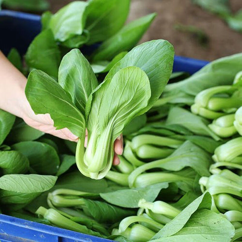 现摘新鲜蔬菜上海青小油菜农家自种蔬菜类小青菜绿叶菜小白菜 实惠装