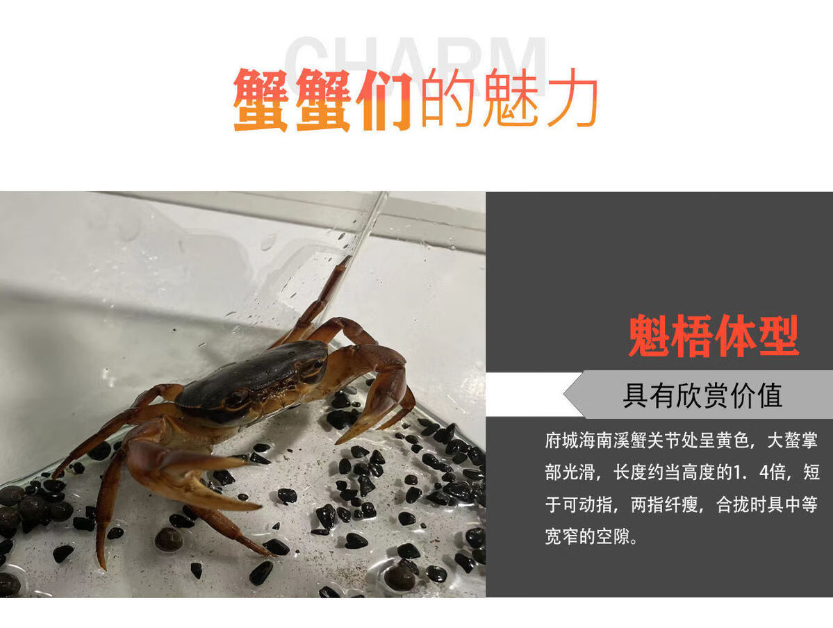 荣郁观赏蟹小型南海溪蟹淡水府城溪蟹观赏蟹好养束腰紫罗兰宠物蟹南海