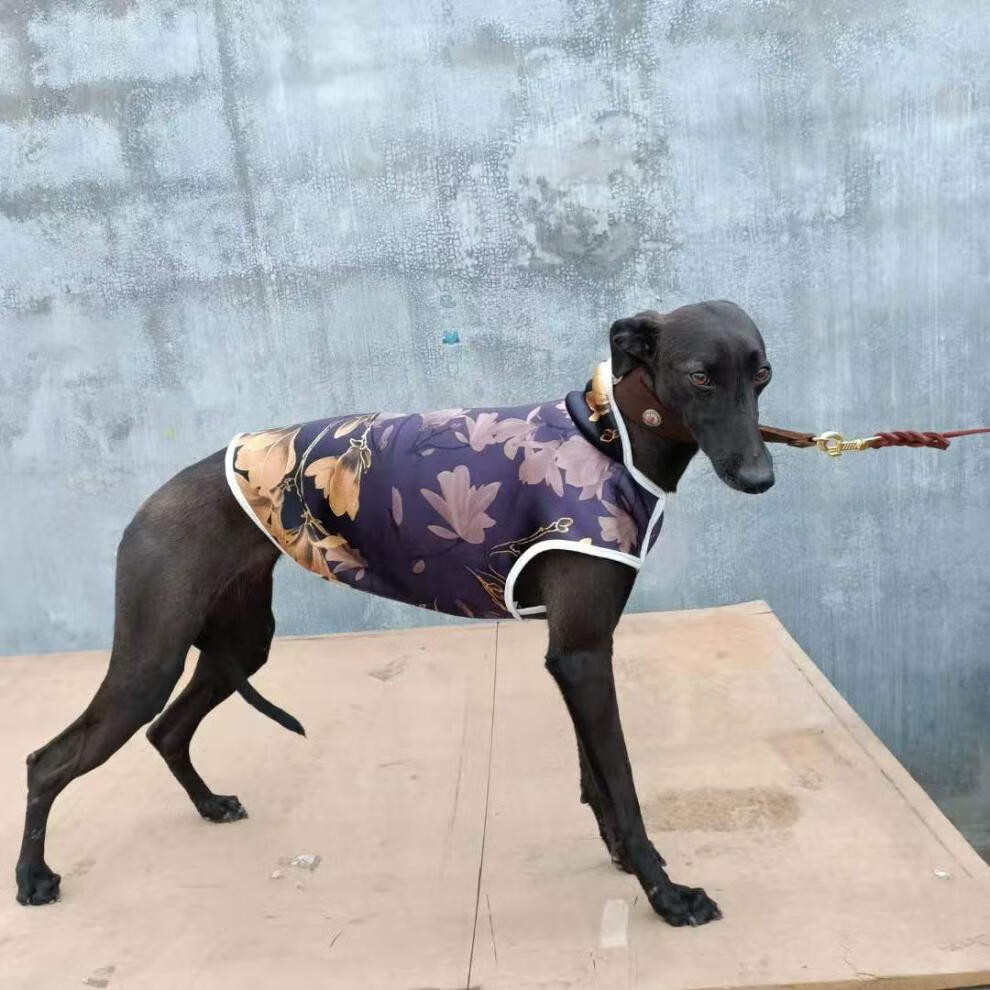 格力犬惠比特狗棉服二特狗衣服加绒狗马甲细狗犬背心