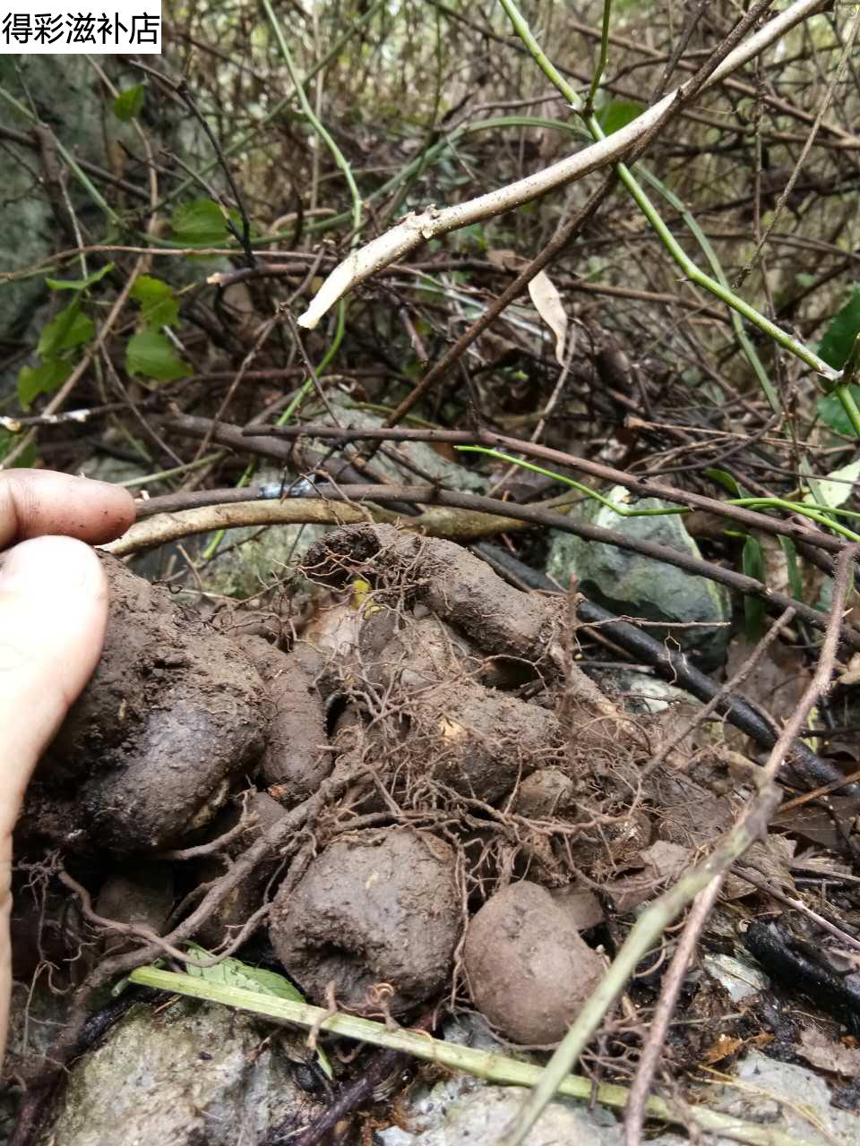 新鲜野生三叶青金线吊葫芦石老鼠丝线吊金钟三叶青500g