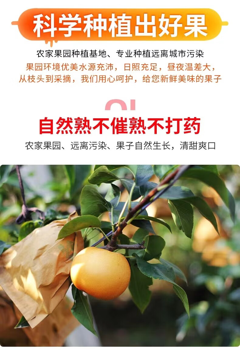 砀宁果品 正宗羊脂秋月梨新鲜水果整箱当季现摘冰糖梨子大果装莱阳 秋月梨  净重4.5斤