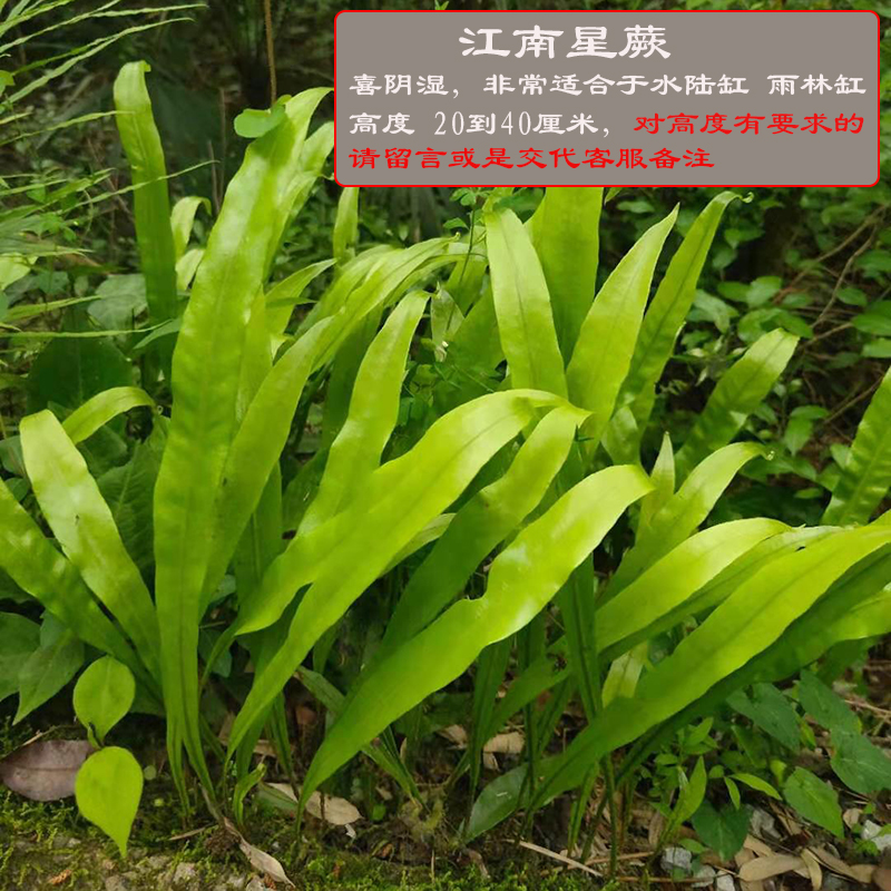 植物上水石绿植水陆缸雨林缸造景苔藓蕨微景观盆景植物江南星蕨5叶