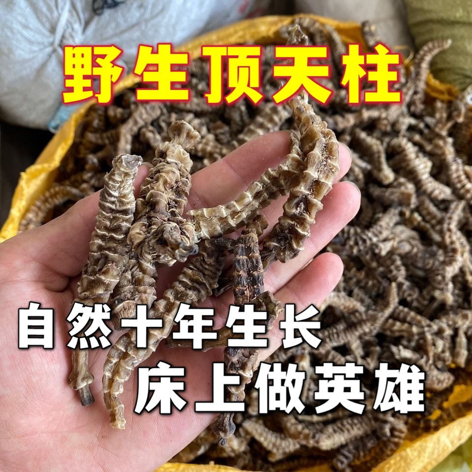 顶天柱中药阳鞭劲云南苗家腾冲特产野生顶天柱中草药泡酒料中药材药酒