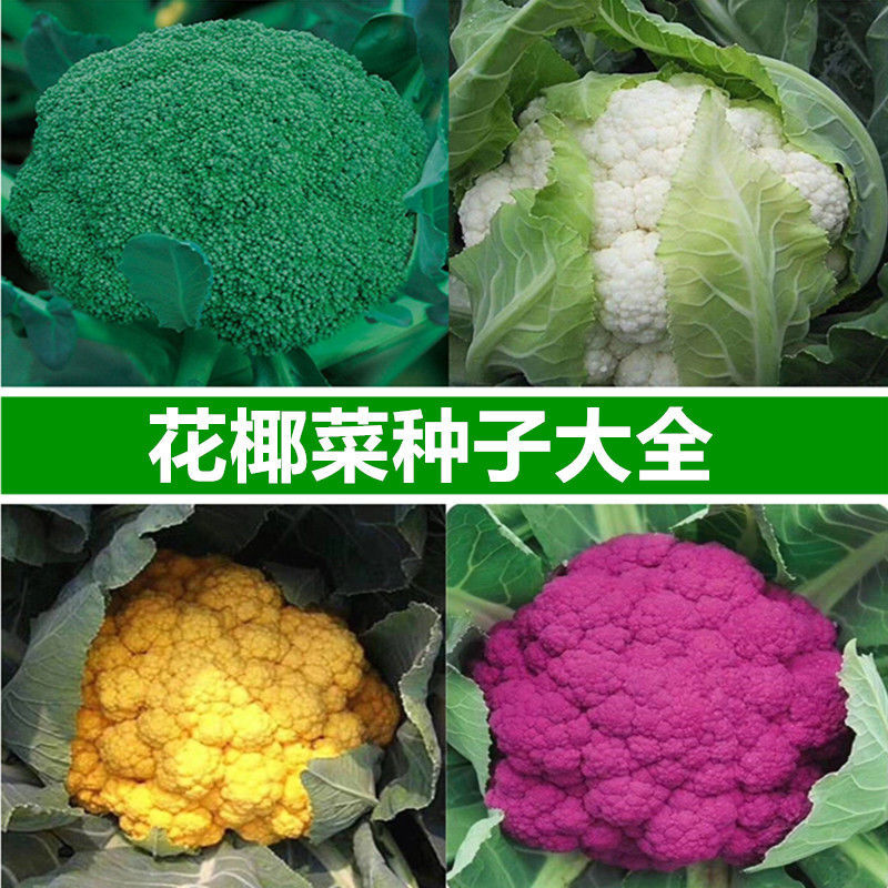 西兰花种子有机白花菜种孑四季蔬菜种子紫花菜青花椰菜种植花菜籽白西