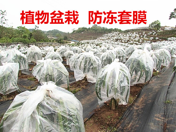 使树冠不整齐