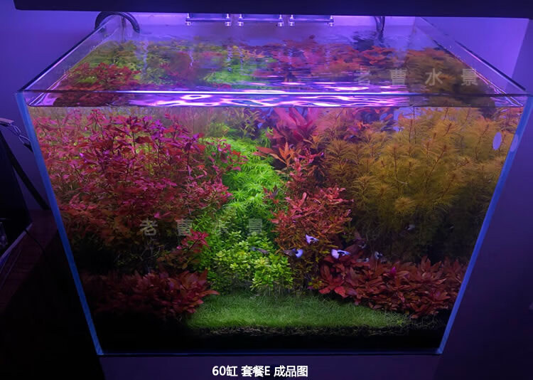 荷兰景水草开缸套餐成品鱼缸活体草缸懒人沉木石头造景植物水下叶120