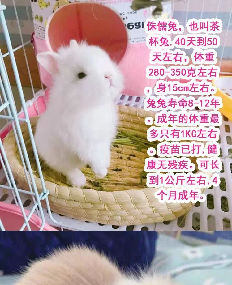 大侏儒垂耳兔猫猫兔道奇茶杯兔月月兔包活灰白道奇侏儒小兔一只单身兔