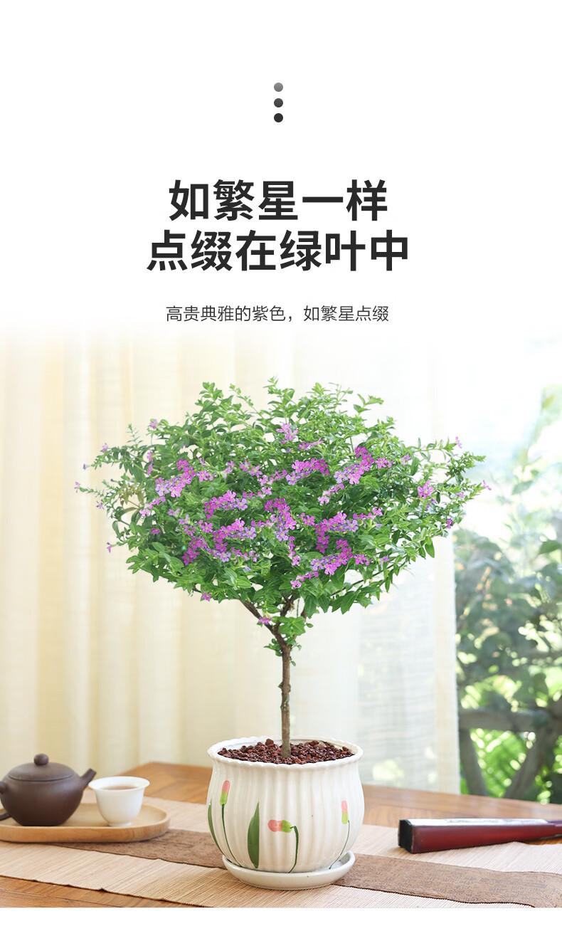 老桩满天星树苗花卉盆栽室内花卉客厅小绿植开花好养易活t10老桩满天