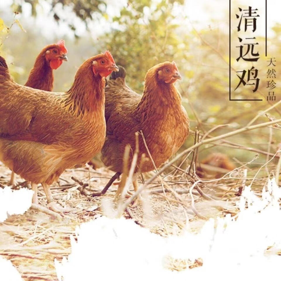 清远鸡广东白切鸡散养清远鸡麻鸡走地鸡高品质鸡一只18斤二只36斤