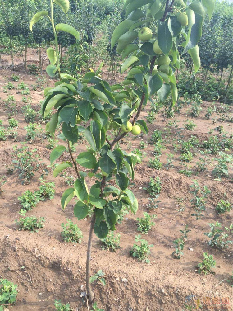 花晏砀山梨树苗梨树树苗南方北方种植苹果梨树苗红安久庭院农田盆栽地