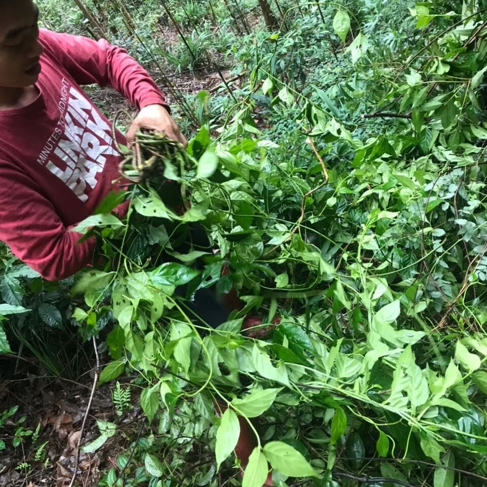 花初醒新鲜断肠草大茶藤胡蔓藤钩吻500克