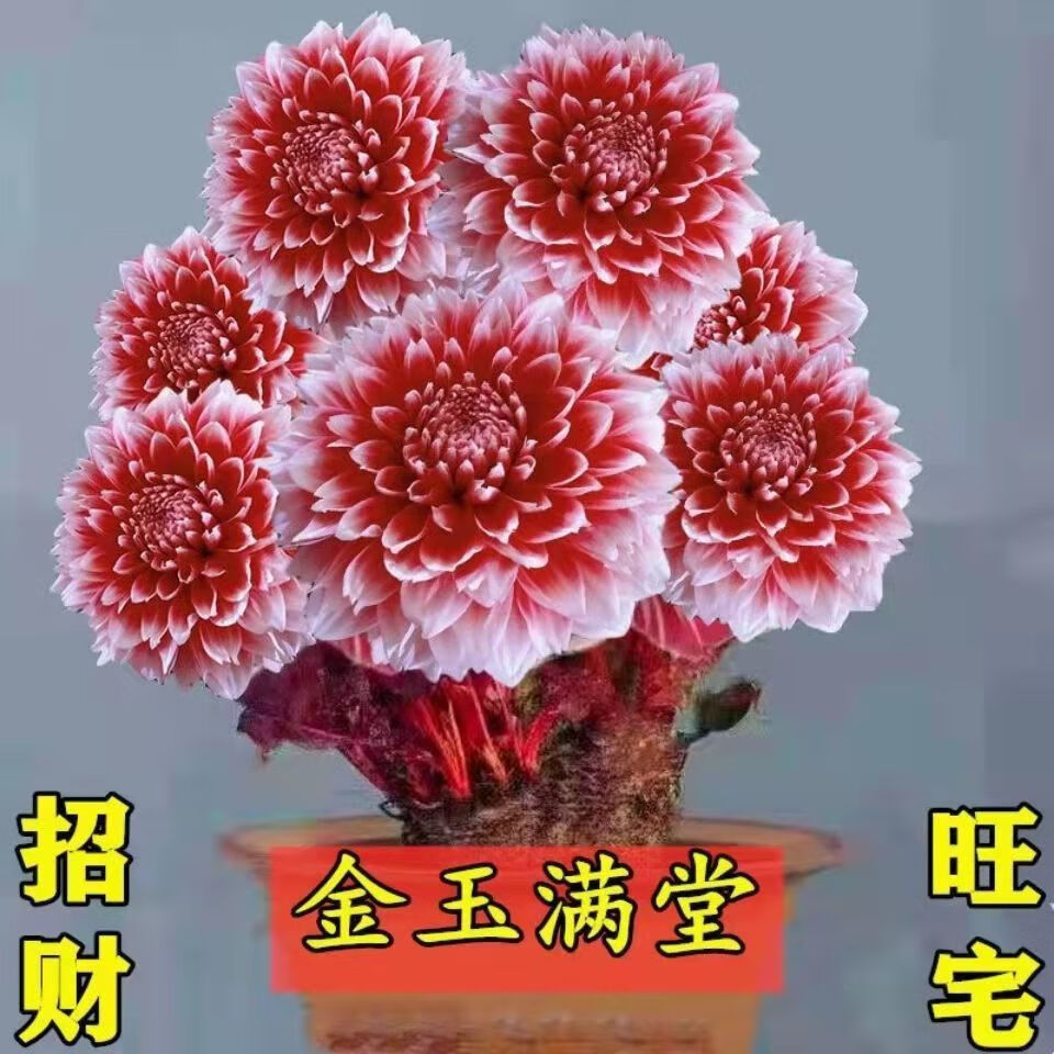 芊阙轻奢芊阙富贵花金玉满堂花卉招财旺宅花苗当年开花盆栽地栽多年生