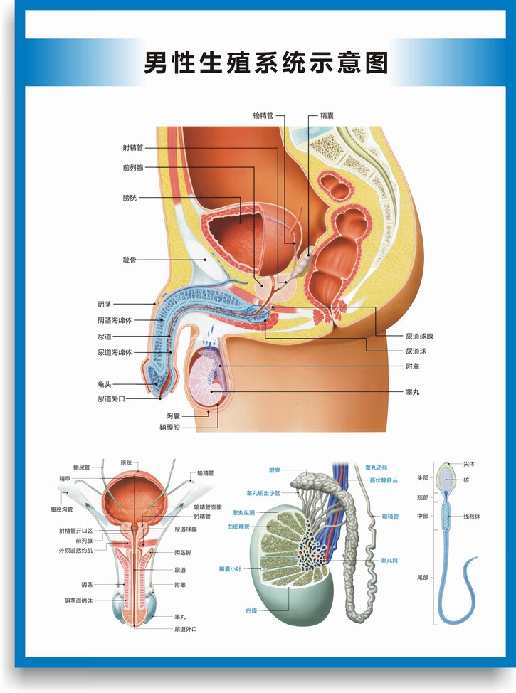 人体系统结构图器官解剖图运动循环消化呼吸生殖泌尿神经系统挂图人体