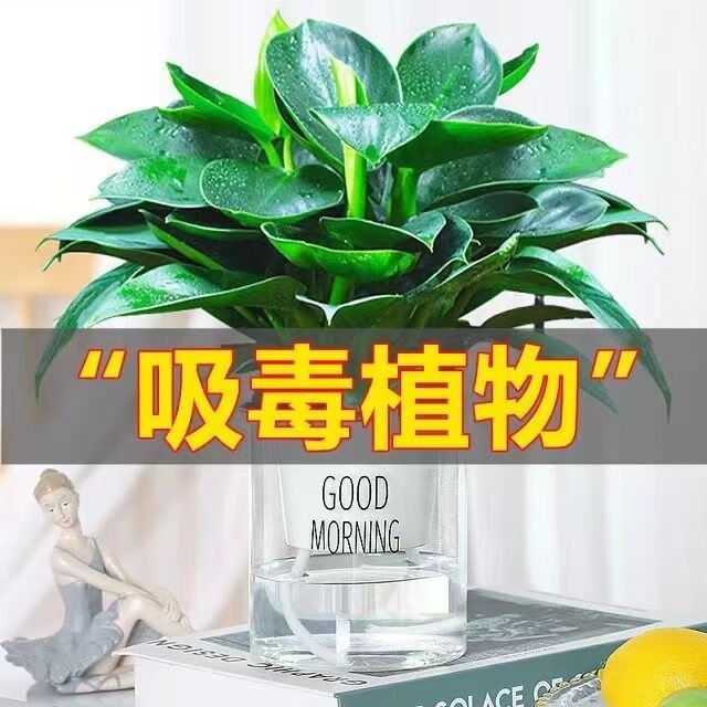 吸毒王绿公主盆栽植物大叶金钻室内绿植客厅四季常青吸甲醛花买一盆送