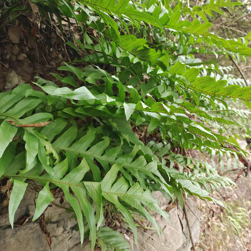 贵州野生中药才新鲜骨碎补爬岩姜猴儿姜巴岩姜崖姜岩连姜石碎补500g