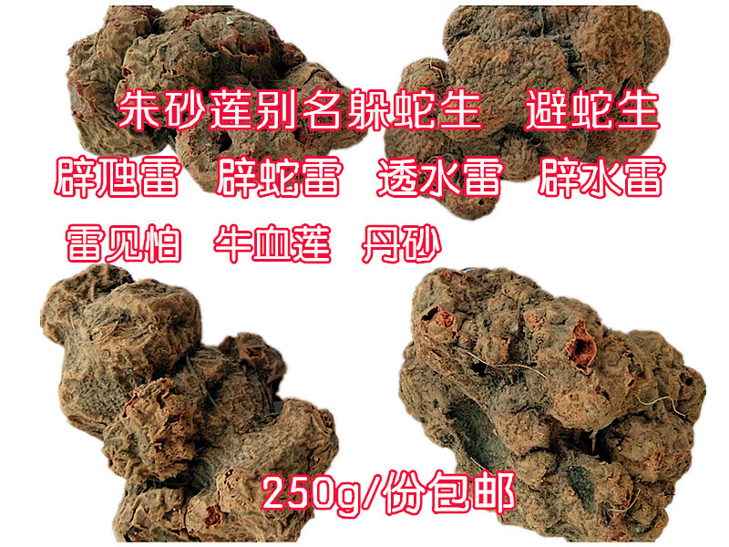 速如康 中药材 朱砂莲 辟蛇雷 牛血莲 躲蛇生 透水雷 雷见怕贵州野生